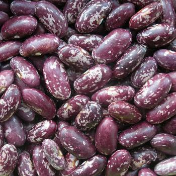 Purple speckled kidney beans long shape