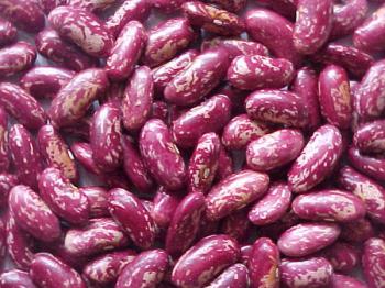 Red speckled kidney beans long shape